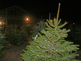 Christbaumverkauf bei der Gärtnerei Kittl Christbaumverkauf bei der Gärtnerei Kittl