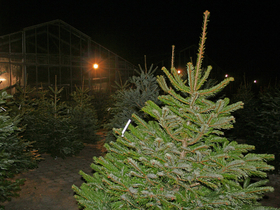 Christbaumverkauf 2018 Christbaumverkauf 2018